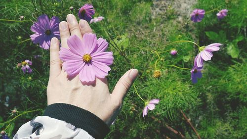 Close-up of purple flowers blooming in field