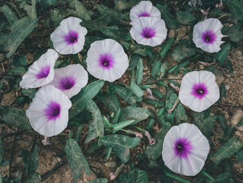 High angle view of purple flowering plants