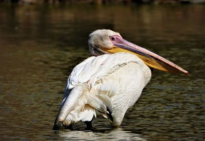 Dalmatian pelican