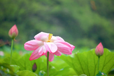 Close-up of pink flower