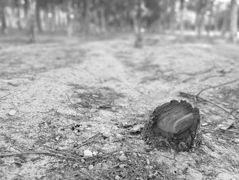 Close-up of snail on land