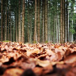 View of trees in forest