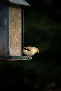 Close-up of bird perching on wood