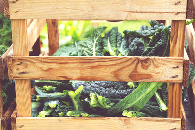 Close-up of cabbage in a wooden box standing on table outdoors 