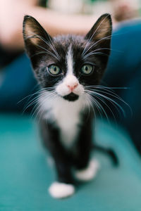 Close-up portrait of kitten