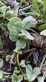 Close-up of cactus plant