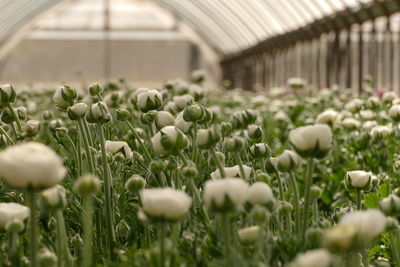 Close-up of plants growing on field