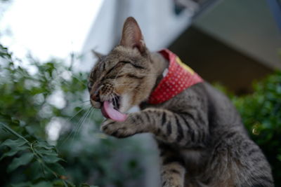 Close-up of a cat with eyes closed