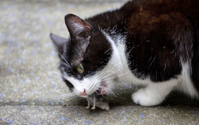 Close-up portrait of a cat