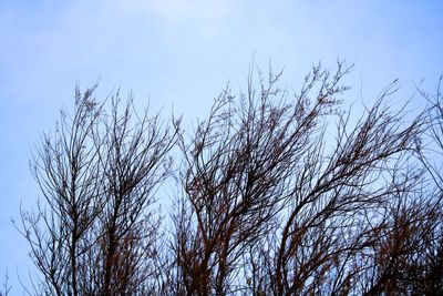 Low angle view of bare trees against blue sky