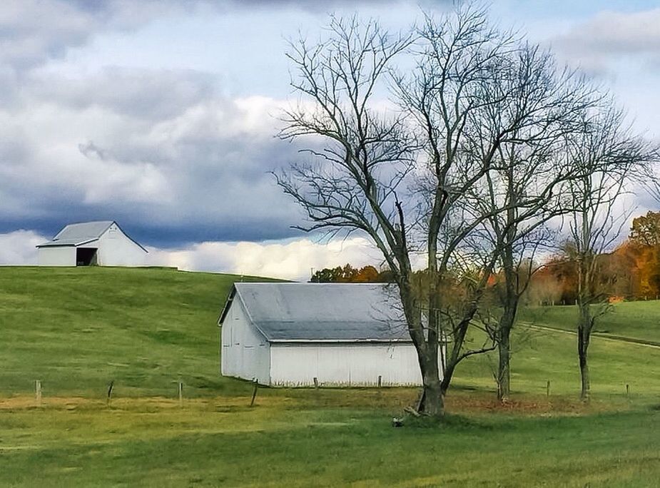 TREES ON GRASSY FIELD AGAINST CLOUDY SKY