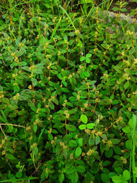 Full frame shot of fresh green leaves