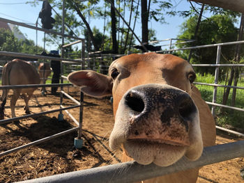 Close-up of cow