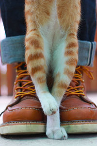 Low section of cat wearing leather shoes