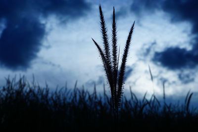 Close-up of silhouette plant on field against sky