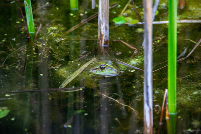 Close-up of spider on wet plants