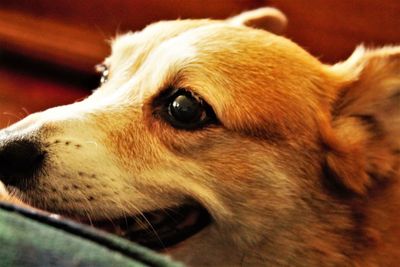 Close-up of dog