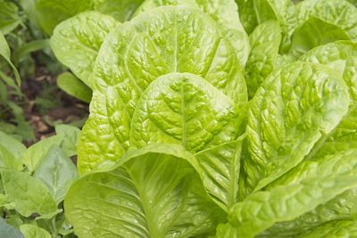 A lettuce bed with a self-prepared bucket designed to be a worm compost