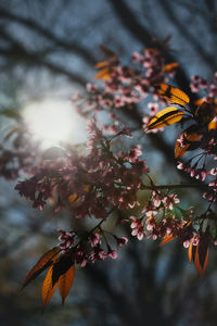 Close-up of cherry blossom on tree