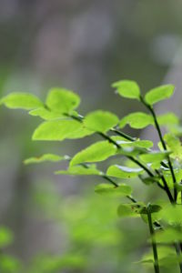 Close-up of plant