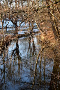 Reflection of trees in water