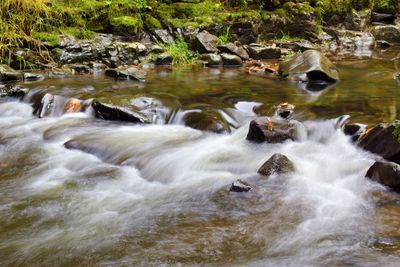 Ducks on rock in water