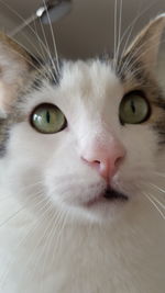 Close-up portrait of cat