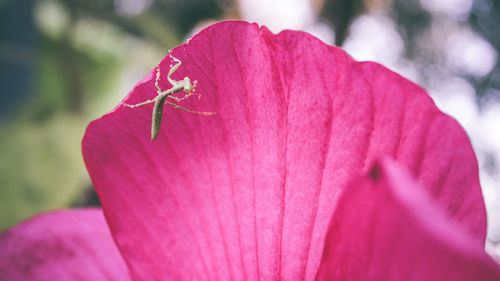 Close-up of pink flower