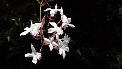 Close-up of pink flowers