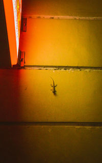 Close-up of yellow cat on wall