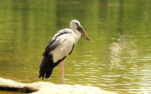 Bird perching on a lake