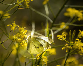 Close-up of butterfly pollinating on yellow flower