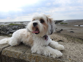 Dog lying down on land