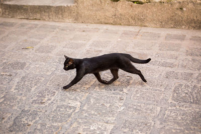 Black cat walking across a stone street in guatemala.