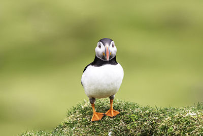 Close-up of bird perching on a field