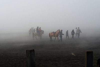 Group of horses on the beach