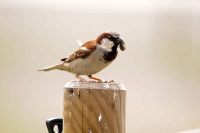 Close-up of bird perching on wooden post