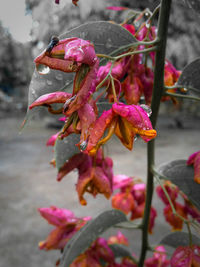 Close-up of pink flowers on plant