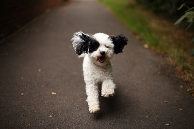 Close-up dog running on road