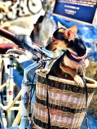 Dog looking away in basket