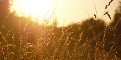 Close-up of wheat field against sky at sunset