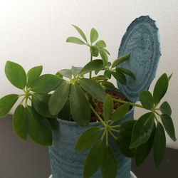 Close-up of potted plant against white wall