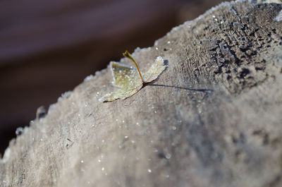 Close-up of insect on snow