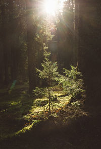 Sunlight streaming through trees in forest