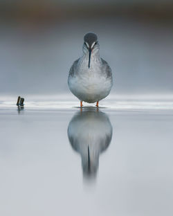 Bird with reflection