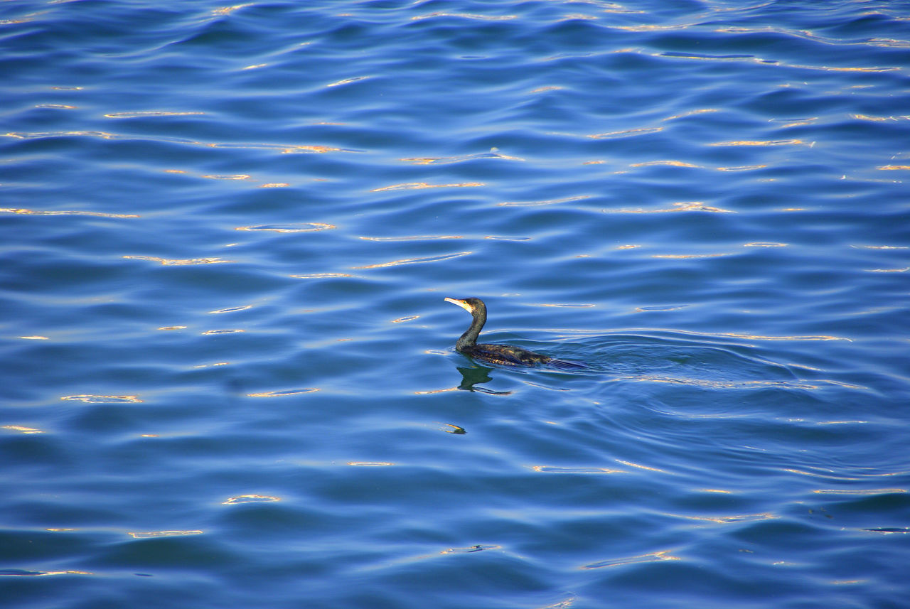 Cormorant in the water