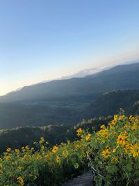 Scenic view of yellow flowering plants against sky