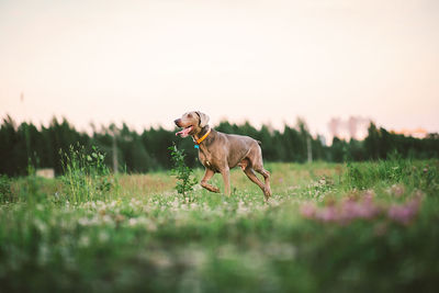 Dog running on field