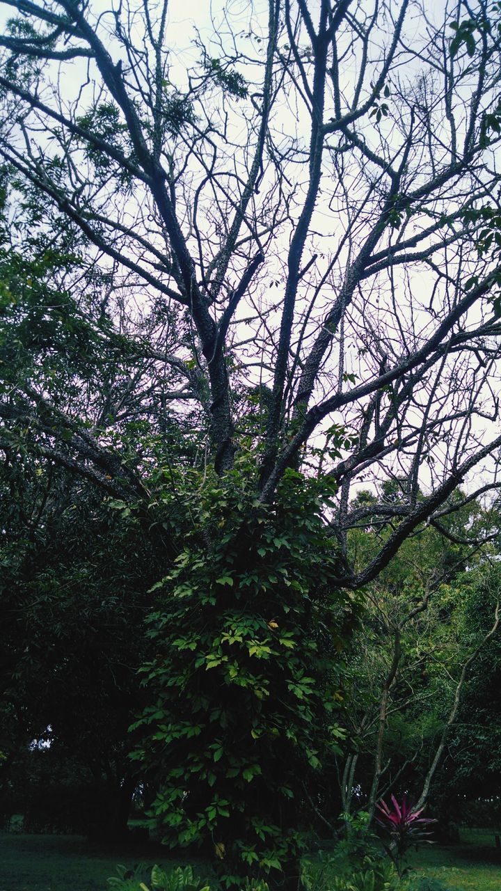 tree, branch, growth, nature, beauty in nature, tranquility, tranquil scene, park - man made space, green color, sky, scenics, flower, tree trunk, low angle view, day, outdoors, plant, bare tree, no people, lush foliage