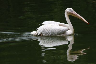 Duck swimming in lake